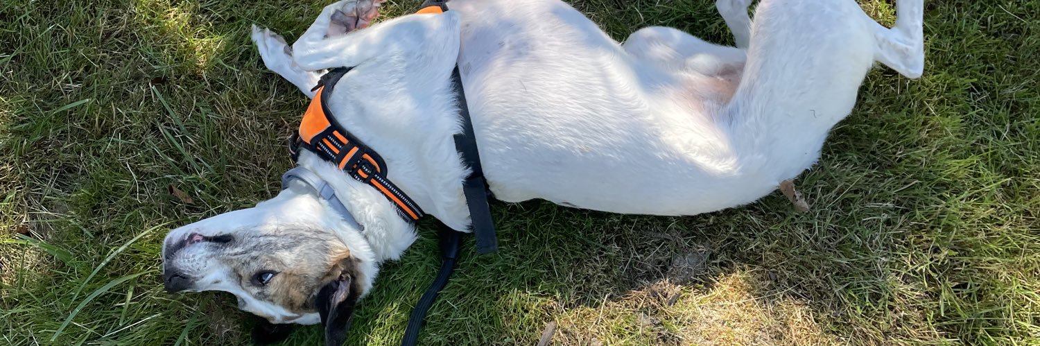 Scot The Chicken in Lego Form banner