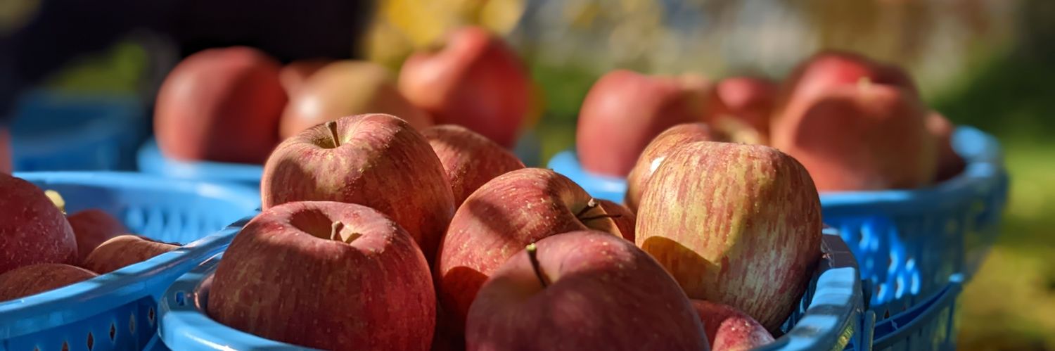 きたざわ/リンゴ農家の経営改善/SUNABACO受講中 banner