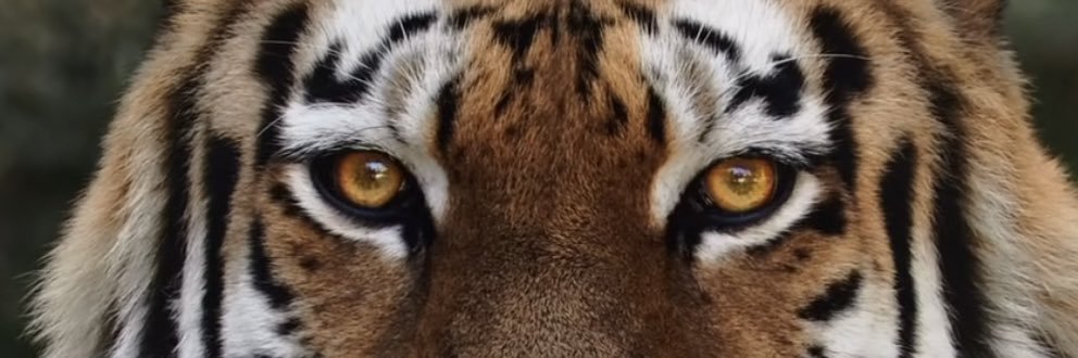 Shiss77's profile banner image