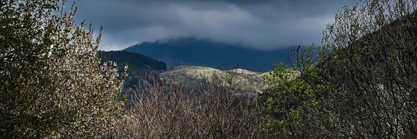 KellyPicarazzi Profile Banner