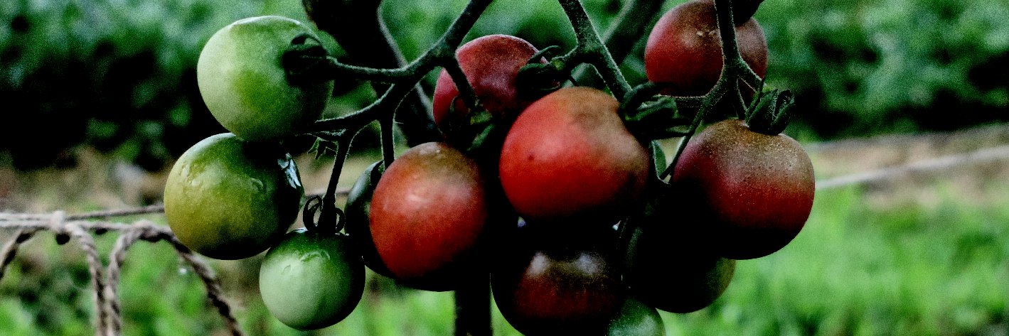 tomatonotaneya's profile banner image