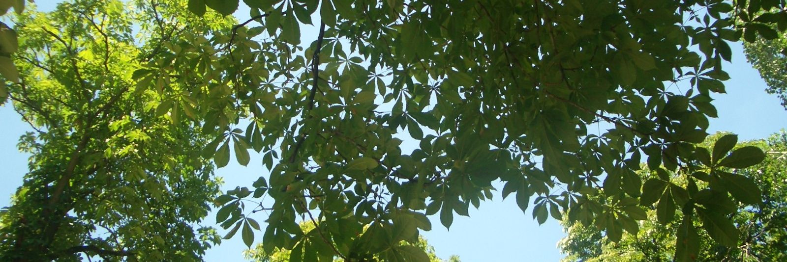 paucorderas's profile banner image