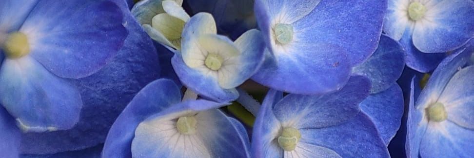 Subhapriya Chakraborty banner