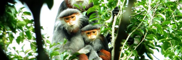monkey_doc Profile Banner
