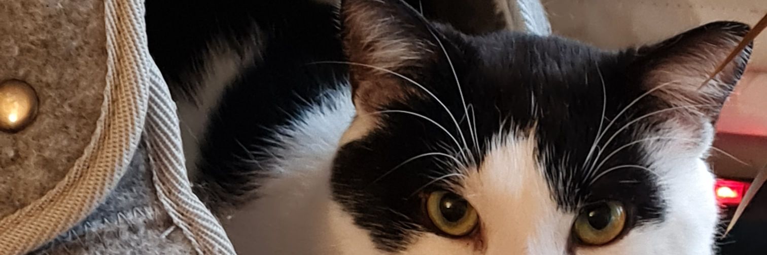 SandraGtze2's profile banner image
