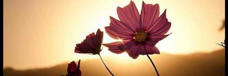 Chanie331's profile banner image