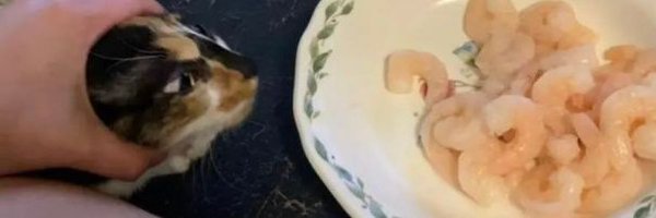 CrispFire Profile Banner