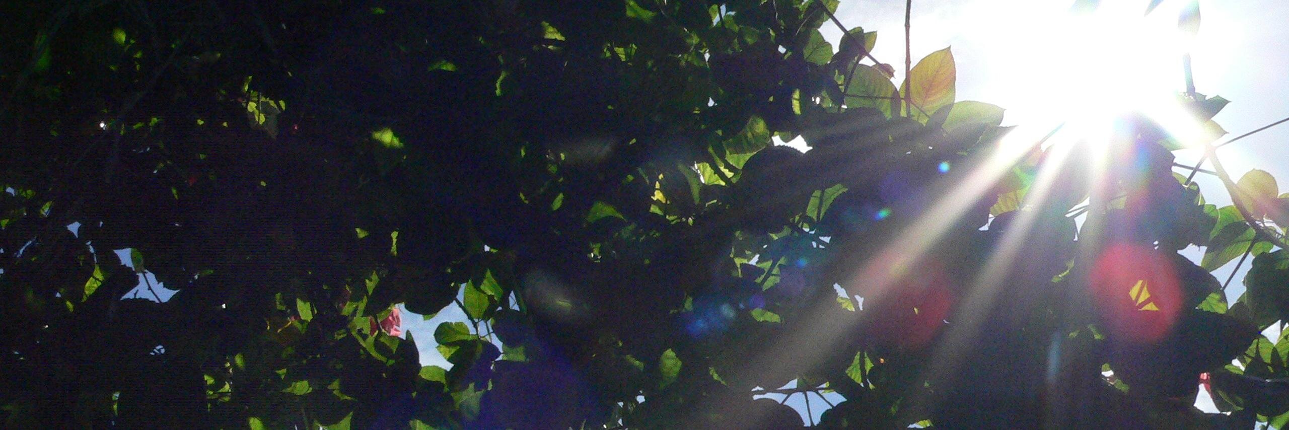 ailujmusique's profile banner image