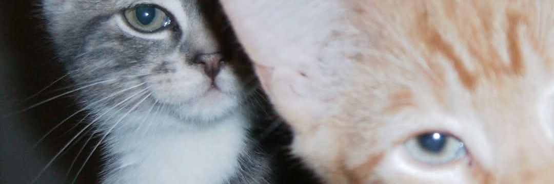 queenendiee's profile banner image