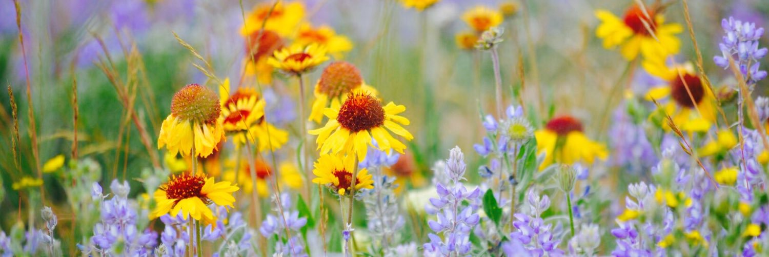 Christa Erolin banner