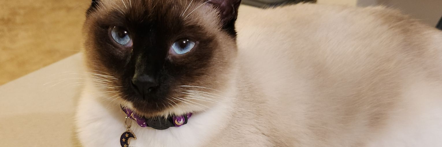 🌹Candy990sanch 🐈🍁 banner
