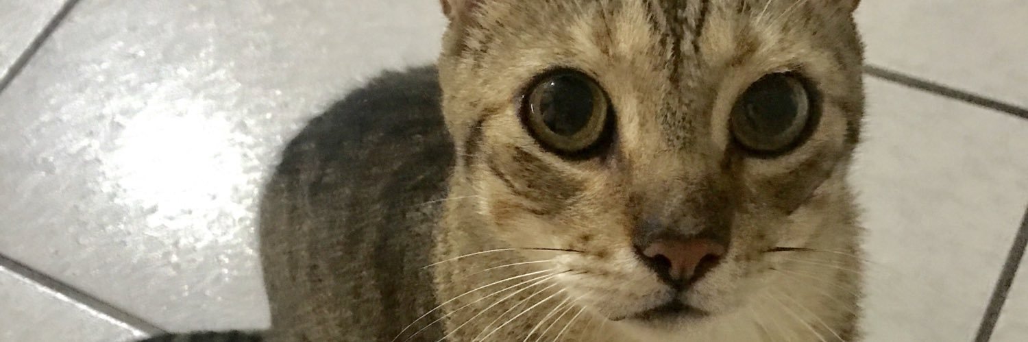 lalunitas's profile banner image