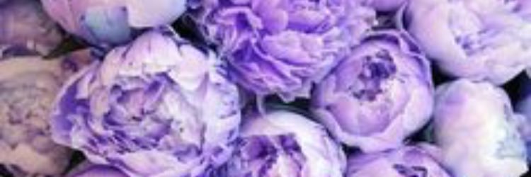 _vlyn's profile banner image
