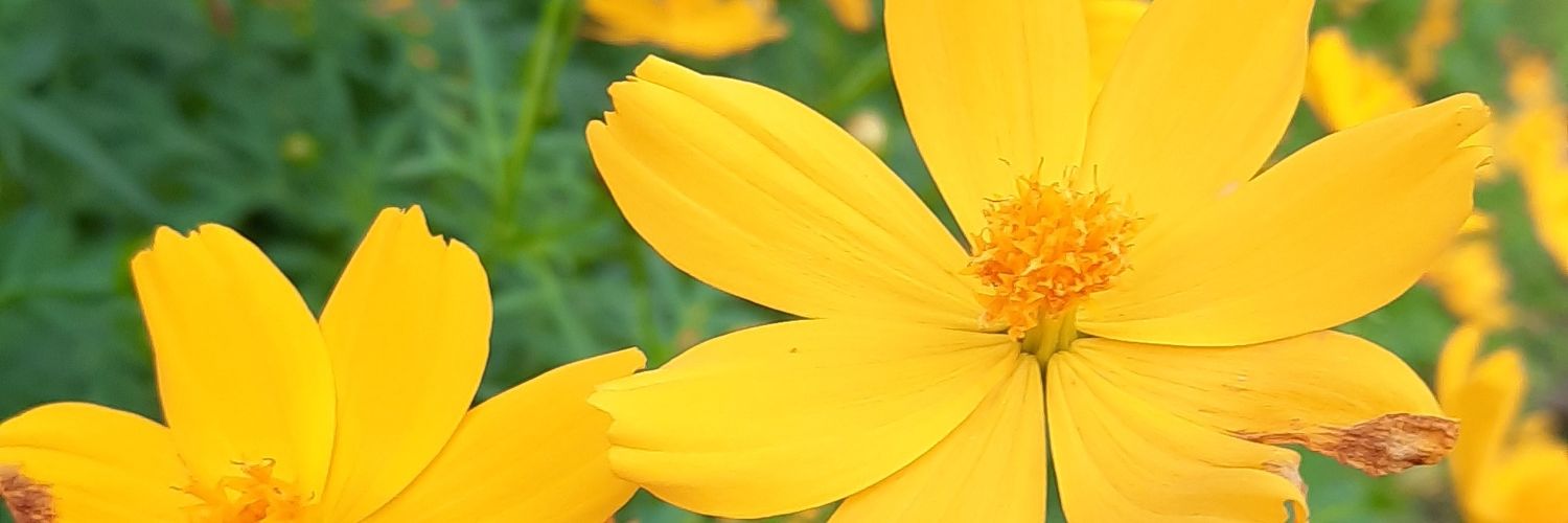 windawdynti's profile banner image