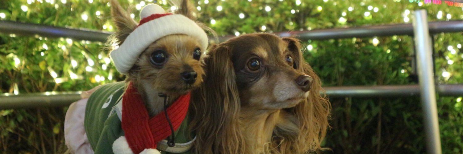 kiritobi_dog's profile banner image