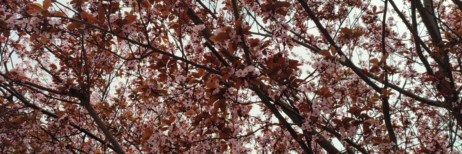 boonana__'s profile banner image