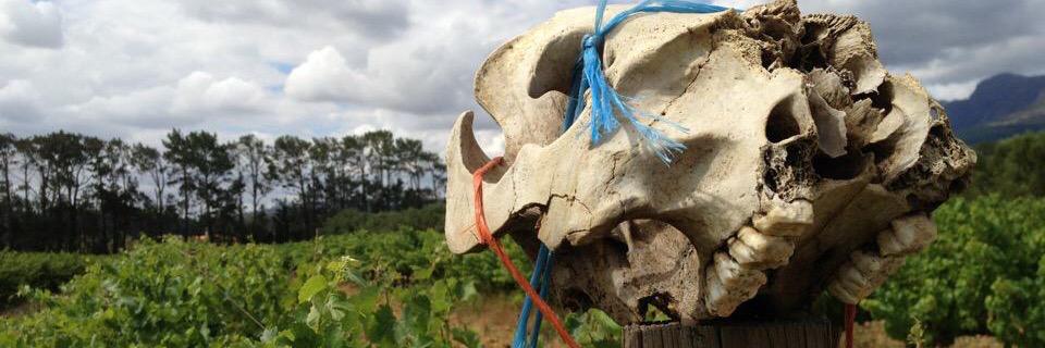 Jaco Engelbrecht banner