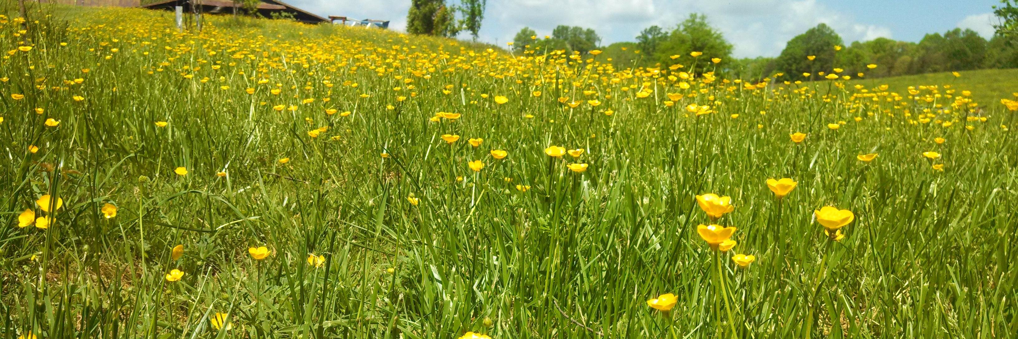 Gisèle Grayson banner