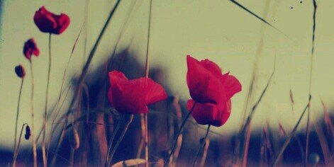 MLizSotelo's profile banner image