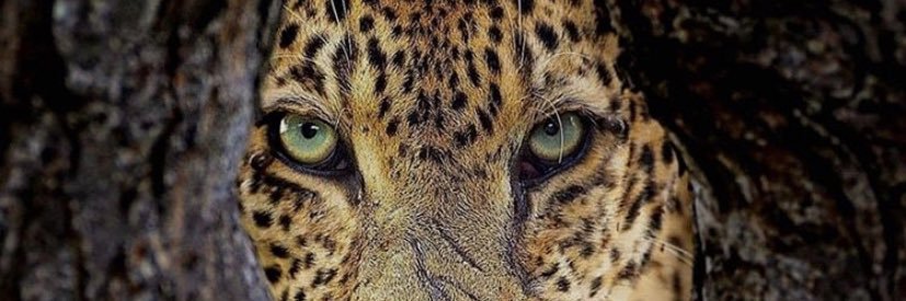 Beerttaa's profile banner image