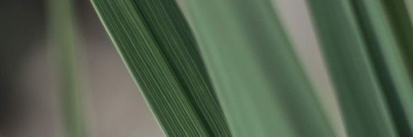kognicia's profile banner image