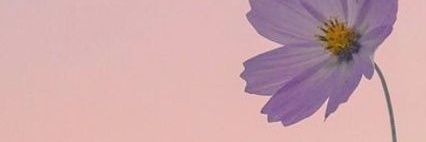 🎀 banner