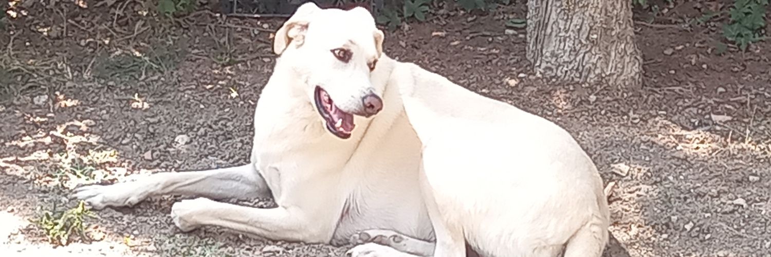 fatma üçpınar banner