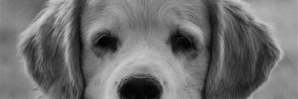 troywalker's profile banner image