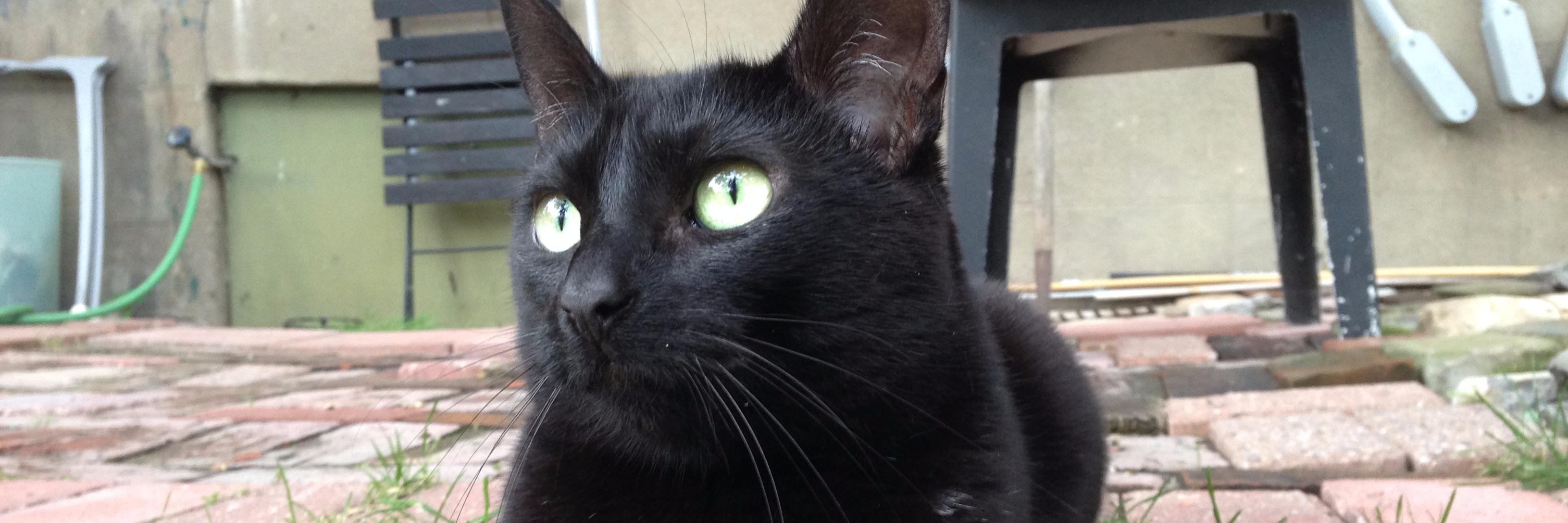 Noriko Natsume banner