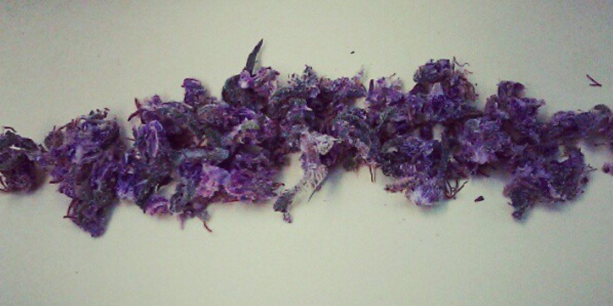 _WeedTweeets's profile banner image