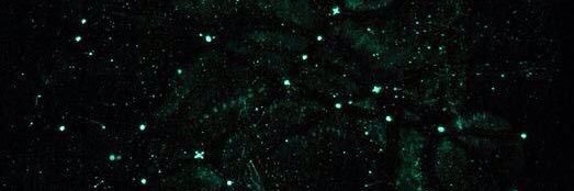dahgituajani's profile banner image