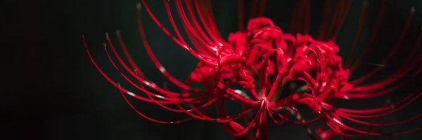 uscs2 Profile Banner