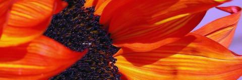 5280Stephanie's profile banner image