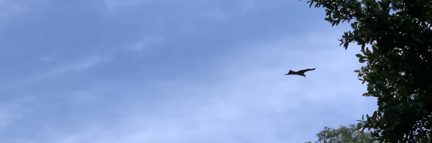 dhhawal's profile banner image