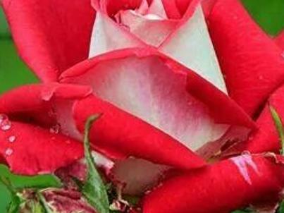 devendra_ambah's profile banner image