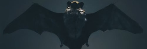 Bat Crypto banner