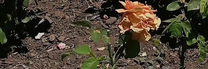 alitaml_04's profile banner image