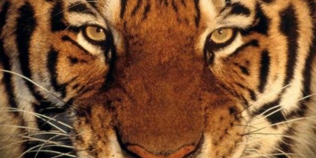 ArmandoIzzo1's profile banner image