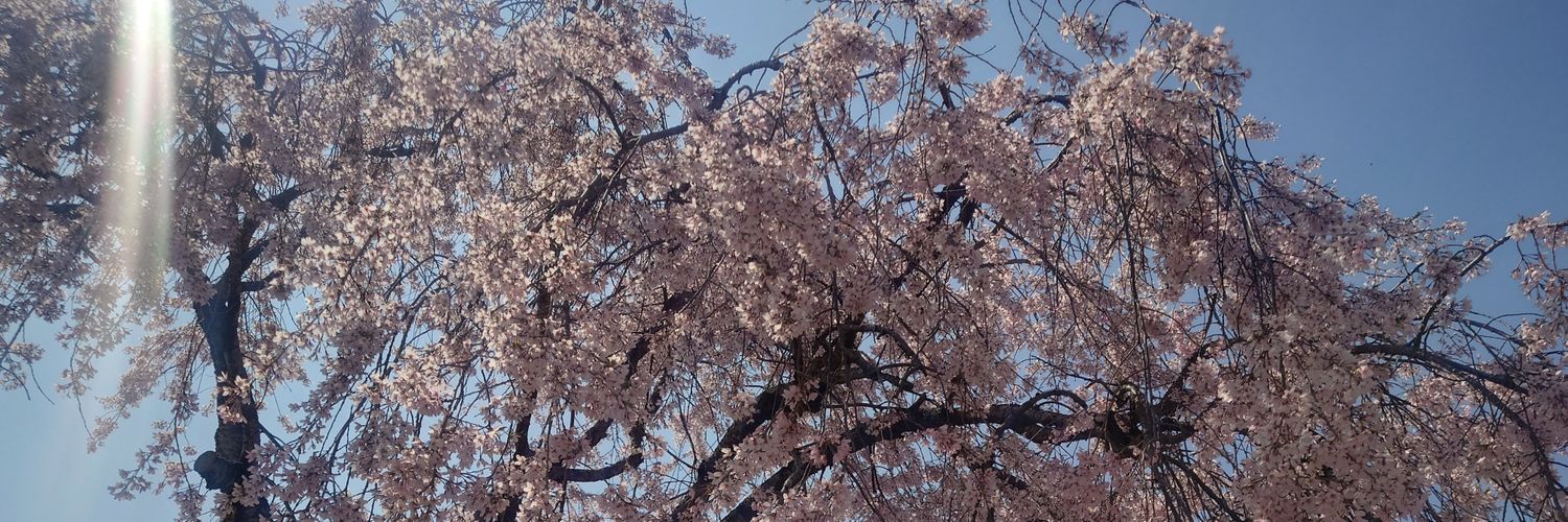 ぽぽ/🍙 banner