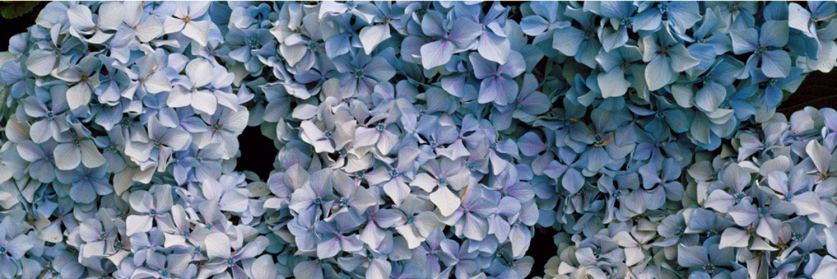 IMAGE Brides banner