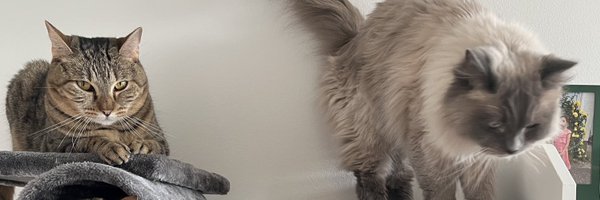 SoftwareTestGpt Profile Banner