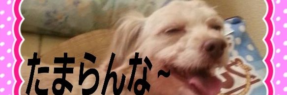 ハマセツ's banner