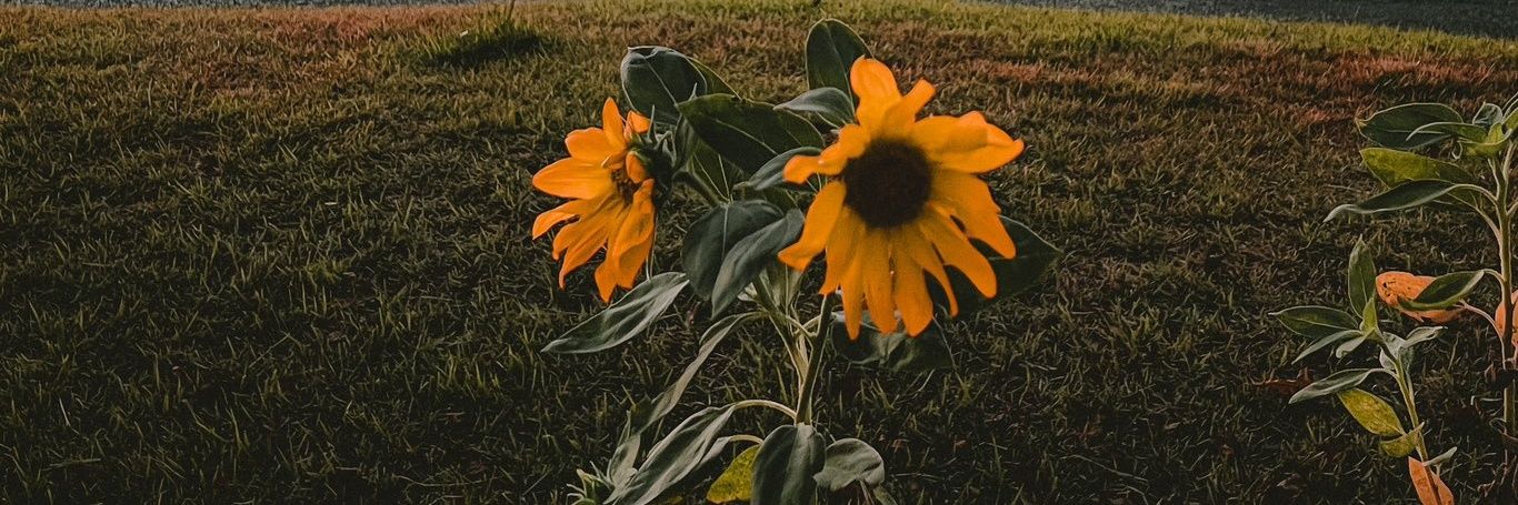 alinavoid's profile banner image