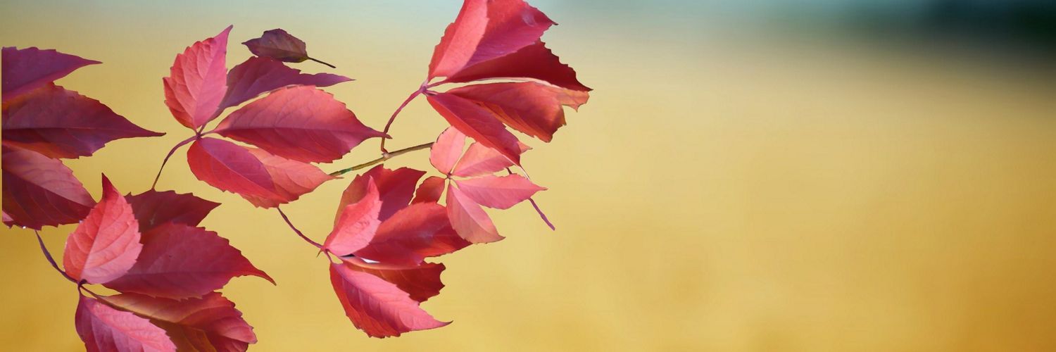 Anke van der Vlag. banner