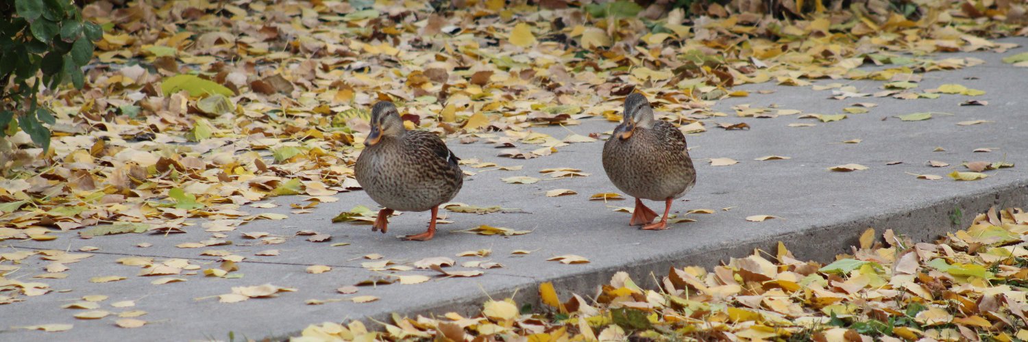 Youth for Lake Simcoe © banner