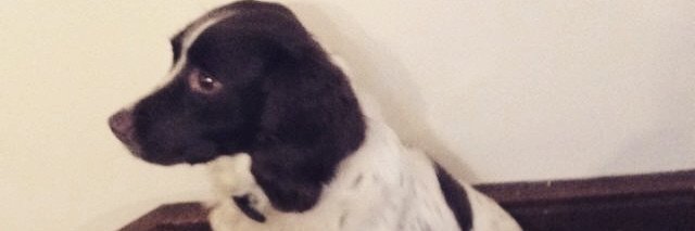 Avicsxuivel's profile banner image