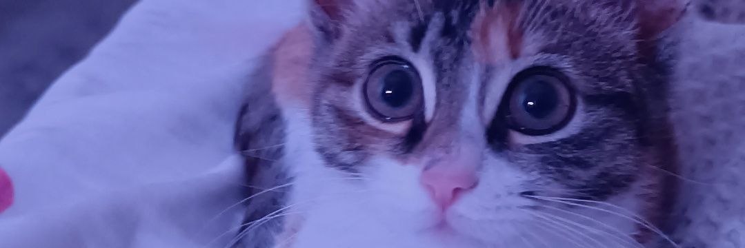 PembeNrr's profile banner image