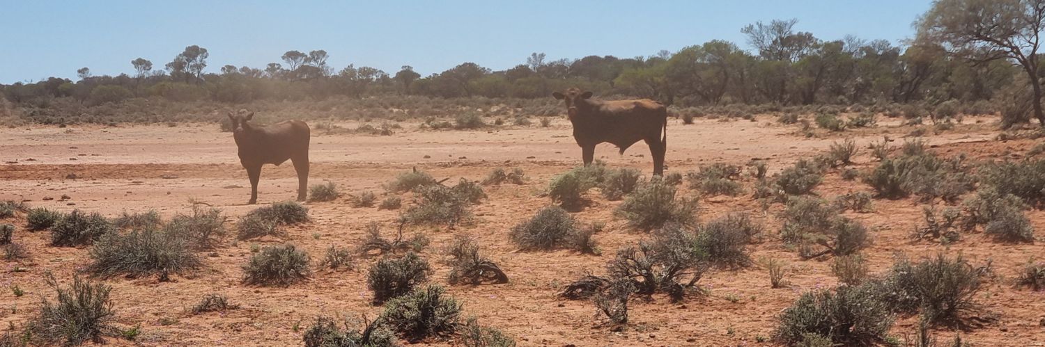 Jack Out The Back banner