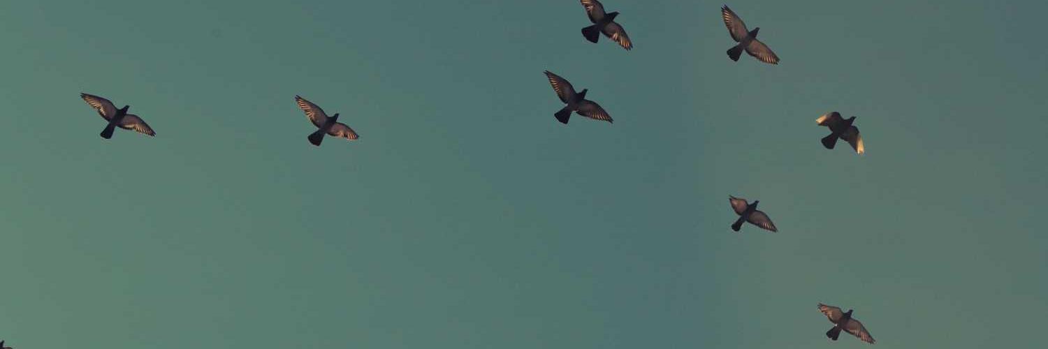 @agilpamungkaas3❤️ Memecoin banner