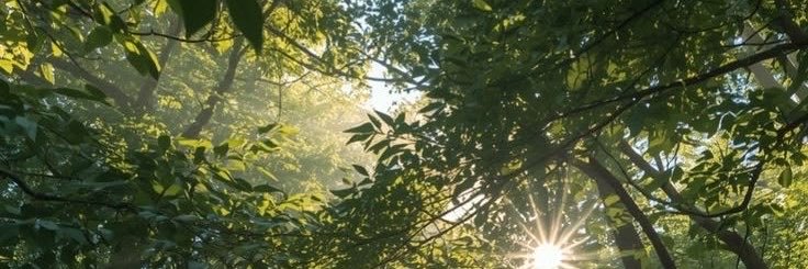 rabiakocc's profile banner image